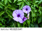 Ipomoea cairica or mile-a-minute vine, Messina creeper, Cairo morning glory, coast morning glory and railroad creeper. Стоковое фото, фотограф Татьяна Терехина / Фотобанк Лори