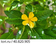 Turnera ulmifolia flower or ramgoat dashalong growing in vietnam. Стоковое фото, фотограф Татьяна Терехина / Фотобанк Лори