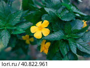 Fragrant damiana yellow flower with dark green leaves. Aphrodisiac and antidepressant. Стоковое фото, фотограф Коханова Наталья / Фотобанк Лори