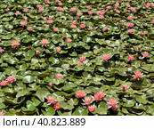 Blooming pink nymphea closeup (Lat. - nymphaea caerulea) Стоковое фото, фотограф Irina Opachevsky / Фотобанк Лори