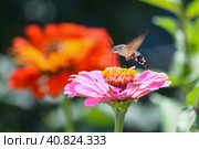 Close-up of Macroglossum stellatarum collecting pollen from a purple Cinnia flower. A hummingbird moth hawk hovering over a flower in the garden. Стоковое фото, фотограф Воловодов Владимир / Фотобанк Лори