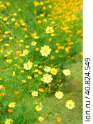 Bee pollinating Cosmos sulphureus or sulfur cosmos flowers growing in Vietnam closeup. Стоковое фото, фотограф Татьяна Терехина / Фотобанк Лори