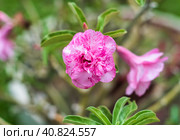 Many flowers of Adenium obesum close up. Стоковое фото, фотограф Татьяна Терехина / Фотобанк Лори