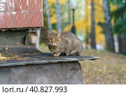 Gray cat sitting near the house on the street of Russian village in autumn day. He is sad. He is looking at camera keenly. Animals' theme. His glance is as sharp, piercing as gimlet. Стоковое фото, фотограф YuryKara / Фотобанк Лори