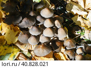 Mushrooms False honey fungus on a stump in a beautiful autumn forest. Group fungus are among fallen golden leaves. Wild mushroom on the spruce stump. Стоковое фото, фотограф YuryKara / Фотобанк Лори