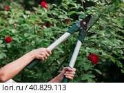 The gardener's hands are cut off with special pruning shears, fruit trees in the garden. Plant care, tree pruning. Стоковое фото, фотограф Photojuli / Фотобанк Лори