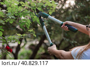 The gardener's hands are cut off with special pruning shears, fruit trees in the garden. Plant care, tree pruning. Стоковое фото, фотограф Photojuli / Фотобанк Лори