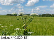 Cow parsnip blooms on a meadow in summer, Sosnowsky's hogweed, Heracleum sosnowskyi. Стоковое фото, фотограф Михаил Пряхин / Фотобанк Лори