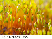 Кукушкин лён (политрихум, Polytrichum). Красивый мох крупным планом. Малая глубина резкости и размытый фон. Стоковое фото, фотограф Андрей Степанов / Фотобанк Лори