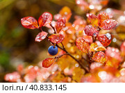 Blueberry (Vaccinium uliginosum) berry and leaves. Dew on the colorful autumn foliage of bog blueberries. Tundra plants. Wild northern berries in the Arctic. Shallow depth of field. Blurred background. Стоковое фото, фотограф Андрей Степанов / Фотобанк Лори