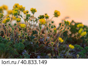 Blooming wild flowers of Potentilla. Beautiful tiny yellow flowers close-up. Tundra wildflowers and plants. Summer in the Arctic. The nature of Chukotka and polar Siberia. Far North of Russia. Стоковое фото, фотограф Андрей Степанов / Фотобанк Лори