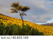 Picturesque autumn landscape. Coniferous forest in the mountains. View of yellowed autumn larch trees and thickets of evergreen dwarf pine. Travel and hiking in the wild. Beautiful northern nature. Стоковое фото, фотограф Андрей Степанов / Фотобанк Лори
