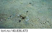 Common Seamoth, Little Dragonfish or Short Dragonfish (Eurypegasus draconis) walking on sandy rocky bottom on sunny day in sun glare, top view, Red sea, Egypt. Стоковое фото, фотограф Некрасов Андрей / Фотобанк Лори