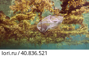 Disposable transparent plastic bag drifting Seaweed Brown Sargassum on surface of water form floating islands of algae and debris, on daytime in bright sun rays, Стоковое фото, фотограф Некрасов Андрей / Фотобанк Лори