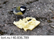 Синица клюёт кусок сыра, лежащий на каменной поверхности. Стоковое фото, фотограф Александр Маслов / Фотобанк Лори