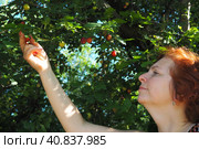 caucasian woman 40 years old collects cherry plum from a tree. Harvest in Serbia. Prunus cerasifera is a species of plum known by the common names cherry plum and myrobalan plum. Стоковое фото, фотограф Юлия Петровская / Фотобанк Лори