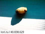Gallstone disease, cholelithiasis - the formation of stones, stones in the gallbladder, bile ducts. Gallstones. A large gallstone removed from a patient's body, 2.5 cm long. Стоковое фото, фотограф Юлия Петровская / Фотобанк Лори