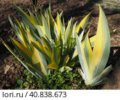 Close up of yellow-green striped leaves. Irises in the garden. Genus of perennial rhizome plants of the Iris family. Yellow green long striped leaves. Floral background. Gardening. Стоковое фото, фотограф Юлия Петровская / Фотобанк Лори