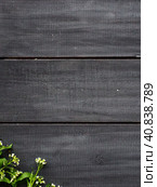 Flowers of shepherds purse on a wooden background. Copy space for text. Card for the holiday. Wood backdrop. White shepherds purse Capsella bursa-pastoris, plant of the mustard family Brassicaceae. Стоковое фото, фотограф Юлия Петровская / Фотобанк Лори