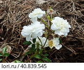 Нежные белые цветы розы почвопокровной Вайт Фейри (Rosa White Fairy). Цветение продолжается практически без перерыва с начала лета до поздней осени. Стоковое фото, фотограф Сергей Елизарьев / Фотобанк Лори