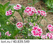 Гвоздика турецкая, или бородатая (лат. Dianthus barbatus) — растение из рода Гвоздика. Турецкая гвоздика — популярное садовое растение. Выведено множество сортов и гибридов с белыми, розовыми, красными или фиолетовыми цветками. Стоковое фото, фотограф Сергей Елизарьев / Фотобанк Лори