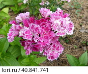 Гвоздика турецкая, или бородатая (лат. Dianthus barbatus) — растение из рода Гвоздика. Турецкая гвоздика — популярное садовое растение. Выведено множество сортов и гибридов с белыми, розовыми, красными или фиолетовыми цветками. Стоковое фото, фотограф Сергей Елизарьев / Фотобанк Лори