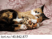 Playful three-color female cat with yellow eyes. Стоковое фото, фотограф Анна Кривицкая / Фотобанк Лори
