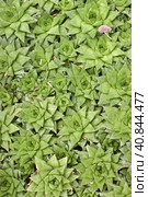 Haworthia cymbiformis. Стоковое фото, фотограф Анна Кривицкая / Фотобанк Лори