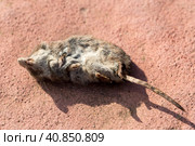 Dead Common Vole on the ground, close up image. Стоковое фото, фотограф VittoriaChe / Фотобанк Лори