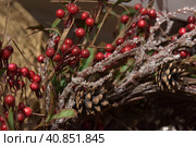 Christmas branches with red berries. Стоковое фото, фотограф Анна Кривицкая / Фотобанк Лори