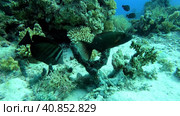 Peacock rock cod at the bottom of the Red sea in Egypt. Стоковое видео, видеограф VittoriaChe / Фотобанк Лори