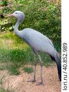 Paradise crane or blue crane from South Africa. A rare endangered bird species. Стоковое фото, фотограф Светлана Высокос / Фотобанк Лори