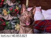 Brown dog, half-breed husky. Стоковое фото, фотограф Анна Кривицкая / Фотобанк Лори