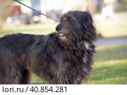 Dog mestizo terrier for a walk in the summer. Стоковое фото, фотограф Анна Кривицкая / Фотобанк Лори