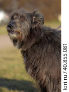 Dog mestizo terrier for a walk in the summer. Стоковое фото, фотограф Анна Кривицкая / Фотобанк Лори