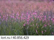 Onobrychis viciifolia - wild legume with small pink flowers. Стоковое фото, фотограф Володина Ольга / Фотобанк Лори
