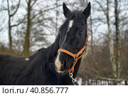 Head of a black horse in a bridle in winter portrait. Стоковое фото, фотограф Анна Кривицкая / Фотобанк Лори
