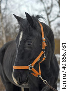 Head of a black horse in a bridle in winter portrait. Стоковое фото, фотограф Анна Кривицкая / Фотобанк Лори