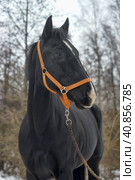 Head of a black horse in a bridle in winter portrait. Стоковое фото, фотограф Анна Кривицкая / Фотобанк Лори