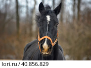 Head of a black horse in a bridle in winter portrait. Стоковое фото, фотограф Анна Кривицкая / Фотобанк Лори