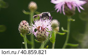 Пчела галикт четырехпоясковый (лат. Halictus species) на цветке василька лугового. Стоковое видео, видеограф Mixail59 / Фотобанк Лори