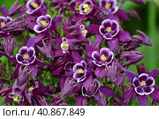 Beautiful purple Aquilegia flower on nature background closeup. Стоковое фото, фотограф Володина Ольга / Фотобанк Лори