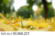 Ginkgo biloba leaves fall to the ground. Yellow foliage and fall leaves. Green sprout. Ginkgo, genus of deciduous gymnosperms, relict plants. Autumn in a city park or forest. Natural background. Стоковое видео, видеограф Юлия Петровская / Фотобанк Лори