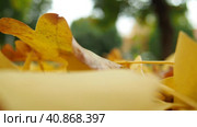 Ginkgo biloba leaves fall to the ground. Yellow foliage and fall leaves. Green sprout. Ginkgo, genus of deciduous gymnosperms, relict plants. Autumn in a city park or forest. Natural background. Стоковое видео, видеограф Юлия Петровская / Фотобанк Лори