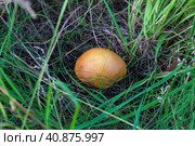 Гриб маслёнок (Suillus) среди зелёной травы и опавшей хвои, сосновый лес, Волгоградская область, Калачёвский район, Россия. Стоковое фото, фотограф Андрей Цыганков / Фотобанк Лори