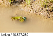 Two frogs copulate in a pond. third is watching them. Стоковое фото, фотограф Радомир Тарасов / Фотобанк Лори