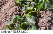 Potato bushes grow on a potato farm. cultivation concept. Leaves spoiled by frost, the concept of risky farming. Natural disasters. Стоковое видео, видеограф Ирина Старикова / Фотобанк Лори