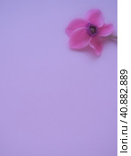 Cyclamen flower side view on pink purple background with blurred tender focus. One flower with five petals, Stem without leaves. Copy space. Foggy effect. Beautiful exquisite cyclamen flower postcard. Стоковое фото, фотограф Юлия Петровская / Фотобанк Лори