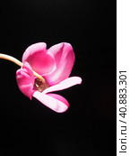 Cyclamen, or Alpine violet, is a genus of plants in the subfamily Myrsinoideae of the family Primulaceae. Pink cyclamen on a black background. Copy space. Postcard, invitation or congratulation. Стоковое фото, фотограф Юлия Петровская / Фотобанк Лори