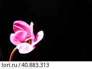 Cyclamen, or Alpine violet, is a genus of plants in the subfamily Myrsinoideae of the family Primulaceae. Pink cyclamen on a black background. Copy space. Postcard, invitation or congratulation. Стоковое фото, фотограф Юлия Петровская / Фотобанк Лори